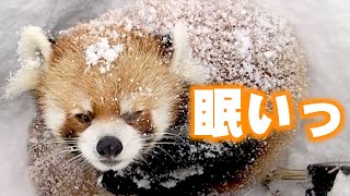 【円山動物園のレッサーパンダ】眠いっ(セイタ)　December 10 , 2016　Red Panda SEITA at Maruyama Zoo