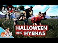 THE HYENAS ARE HERE!! | ANIMALIA SURVIVAL