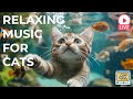 🔴[LIVE] 4K Music for Cats🎵 Cat Music for Relaxation 🐶 🎵 Separation Anxiety Music for Cats Relax🔴