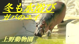 カバのユイ　冬も水浴び　上野動物園