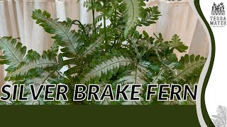 Unveiling the Elegance of SILVER BRAKE FERN | ferny finesse in your garden! (Pteris ensiformis)