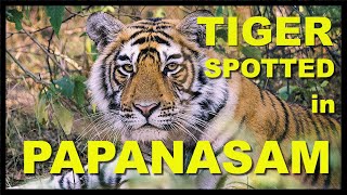 Tiger Spotted in Papanasam Tirunelveli | On the way to Servalar Dam | Thrilling experience