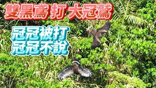 空戰A_雙黑鳶大戰大冠鷲_窗外鳥世界_2024-09-04