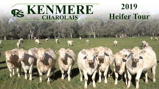 Kenmere Charolais 2019 Heifer Tour