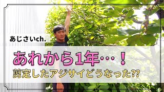 昨年剪定したアジサイを見に行ってきました！！花がどれくらいついてるか確認します！