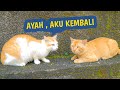 SATU TAHUN BERPISAH KUCING INI KEMBALI LAGI KE ASALNYA