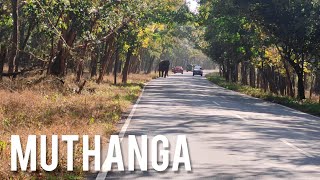 മുത്തങ്ങ ഫോറസ്റ്റ്, വയനാട് | Muthanga wild life sanctuary | Elephant crossing the road