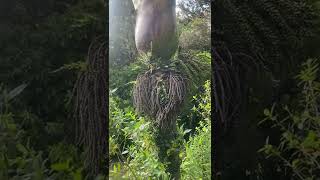 Nikau Palm  tree Appreciation and Seed Harvest