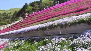 ゆめさき花の名所　芝桜の小道④