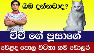 චිචීගේ පූසා ගෙනා රට සහ ගාන ඇහුවානම් ඔබ පුදුම වේවි | Apple Kade නුවනා