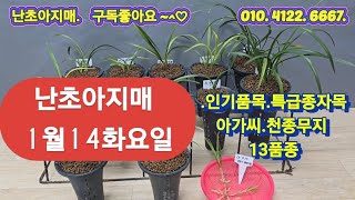 1월14화요일.아가씨.천종무지.송악 만물.환엽중투 최상작.진주서반