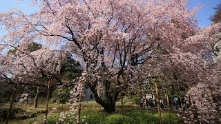 JG  東京 六義園(名勝）Tokyo, Rikugien(Scenic beauty)