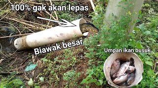 tutorial mencari biawak menggunakan paralon bekas varanus salvator java