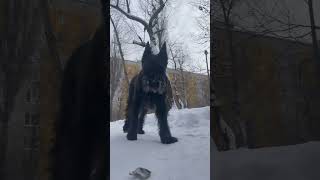 Собака. Ризеншнауцер. Лучший пес.