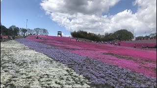 【环游日本1】栃木県市貝町芝桜