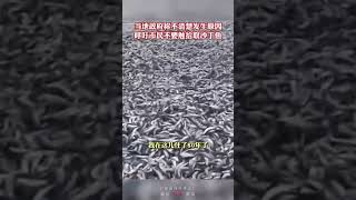 日本一沙滩惊现大量沙丁鱼，当地人：80年来从未见过