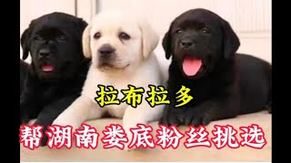 阳光明媚好久不见，今天帮湖南粉丝挑选边牧黑拉布拉多柴犬