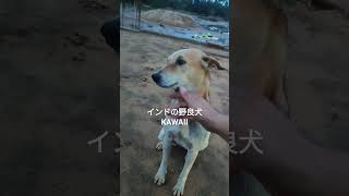 KAWAII インドの野良犬 #ショート #shorts #dogs