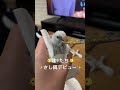 さし餌デビュー😁　雛©︎一生懸命食べるw ゆっくり大きくなってねー🤍　　 セキセイインコ雛 セキセイインコかわいい インコしか勝たん