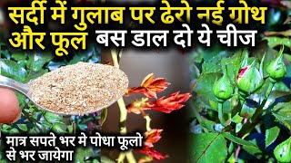 गुलाब मे आयेगी अनगिनत नई ग्रोथ और फूल।5 ROSE PLANT GROWING TIPS.Rose plant care.Best fertilizer rose