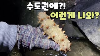 수도권에 방망이 해삼 낙지 소라 골뱅이가 나오는곳?! 최고닷!!