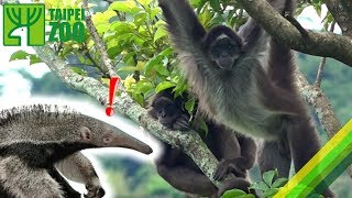 Childish Spider Monkey Annoys GIANT ANTEATER