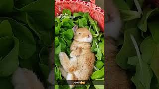 Sweetness Overload #animals #animalshorts #animallover