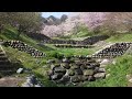 陸郷の山桜 夢の郷エリア