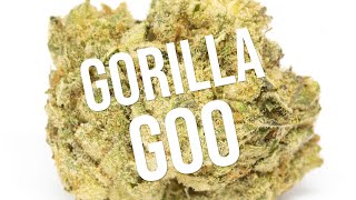 Gorilla Goo Review!