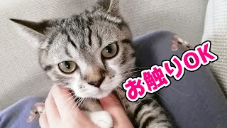 甘えん坊モードの子猫を気の済むまで甘やかしたら可愛かった【もかちゃん/短足マンチカン】I spoiled a cute kitten【Short leg munchkin】