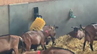 Goats enjoying Agromatic EasySwing Brush