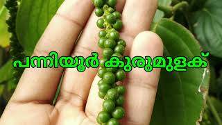 പന്നിയൂർ കുരുമുളക്  കൃഷി,  black pepper agriculture method