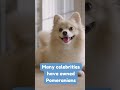 we all love our poms! #pomeranianlovers #pomeranians #shorts