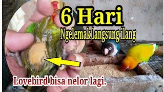 Cara mengobati lovebird ngelemak agar bisa berproduksi lagi.