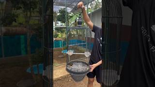 Vlog Jidan Ibrahim || Rilis Burung Ke Dalam Aviary. Part 916 #shortvideos #aviarymini #burung