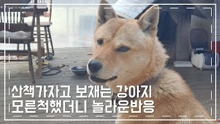 산책가자고 보채는 강아지 모른척했더니 놀라운 반응