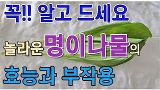 명이나물(산마늘)의 효능과 부작용