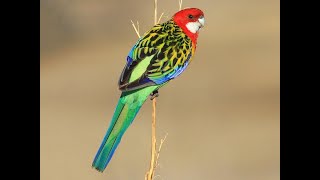 Eastern Rosella Gender Difference