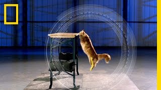 Cats vs. Gravity | Science of Stupid