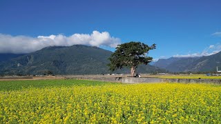 Cycling Through The Beautiful Rice Fields in Chishang, Taiwan.