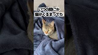 自分で毛布にくるまる猫。 #shorts #保護猫 #cat #猫のいる暮らし #cute