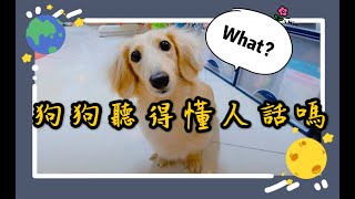 【實測XD】狗狗聽得懂人話嗎 Does Dog understand my words?  DAI金奶DE日常