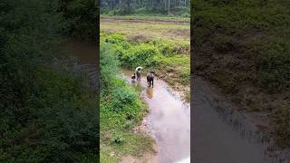 beauty of village | വയനാടൻ ഗ്രാമം ❤️ #wayanad #subscribe ##kerala