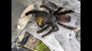 Avicularia aviculariia , The Common Pink Toe egg sac removal