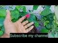 my garden overview मेरे बगीचे में unique पौधे unique plants in my garden grow plants garden