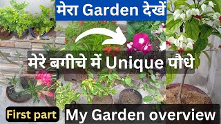 My Garden overview | मेरे बगीचे में Unique पौधे | Unique Plants in my Garden | Grow Plants #garden