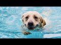 labrador retriever Лабрадор ретривер Нохойн үүлдэр №06