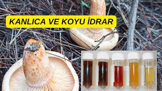 🍄❗KANLICA VE KOYU İDRAR ❗🍄