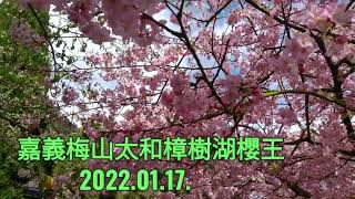 梅山太和樟樹湖櫻王2022.01.17.