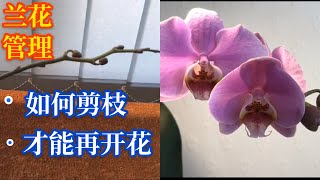 兰花剪枝叶#2020/蝴蝶兰花谢了怎么办？花期过后这样剪还能再开花。how to look after #Orchids after blooming